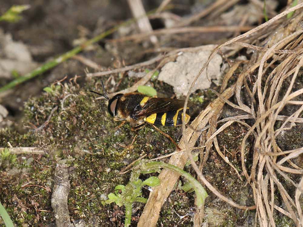 Stratiomys cfr potamida